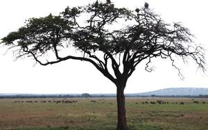 �rbol
