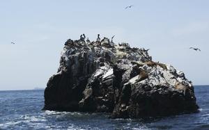Paracas