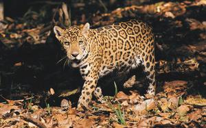 Fauna