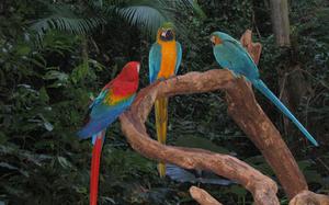 Foz do Iguazu