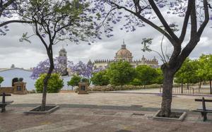 �rboles y catedral de Jerez