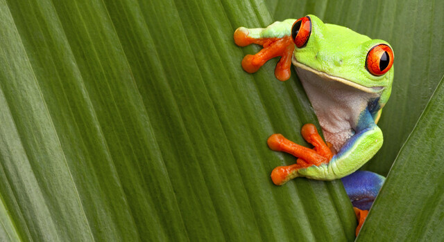 798674 Costa Rica m�gica 9 d�as, Conducci�n por cuenta propia 5
