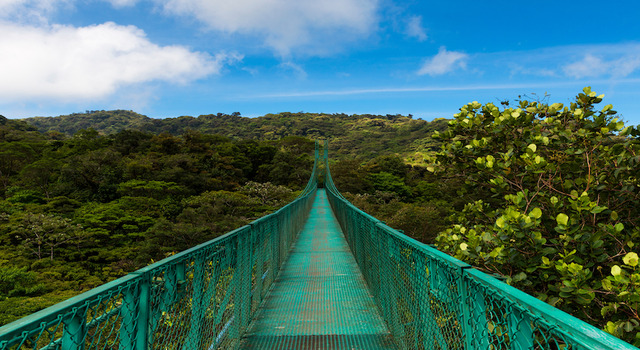 337544 Bosques M�sticos de Costa Rica 2