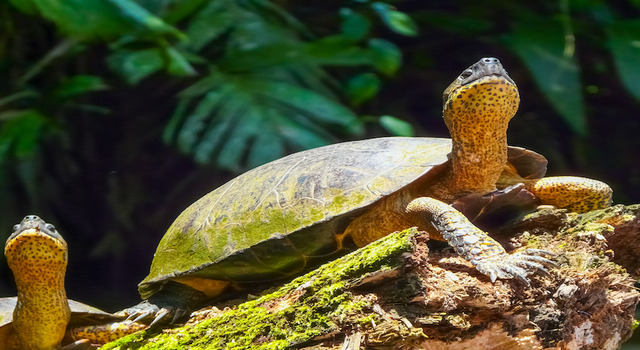 337544 Bosques M�sticos de Costa Rica 3