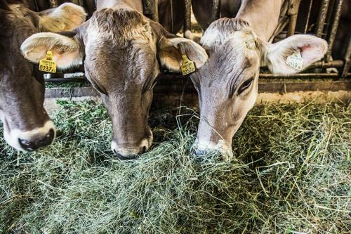 Apartamento S'landhaus