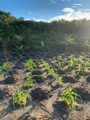 Fazenda Xar�u