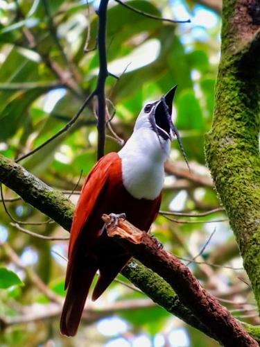 Hotel Jaguarundi Lodge - Monteverde