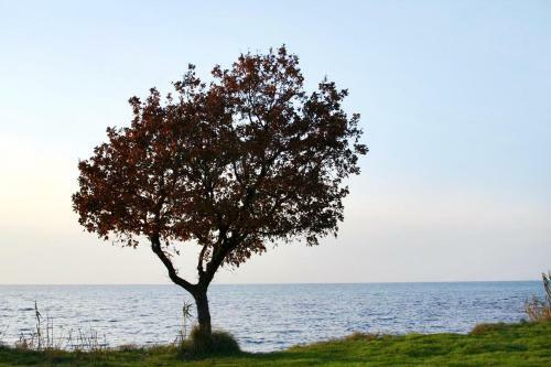 Apartments With A Parking Space Karigador (novigrad) - 2534