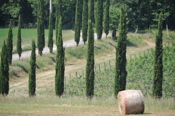 Fattoria Casabianca