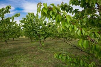 Agroturismo Tenuta Terre Dei Latini
