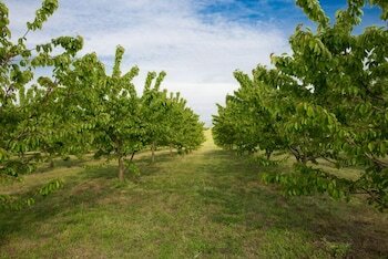 Agroturismo Tenuta Terre Dei Latini
