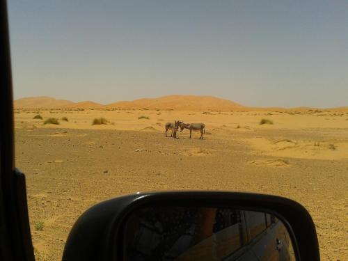Night Desert Camp
