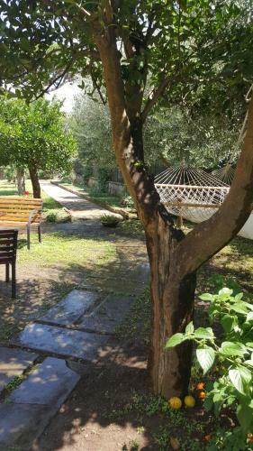 B&B Massico Apartments