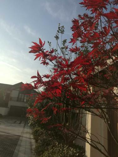 Taihu Lake King Apartment