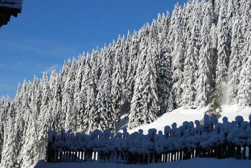Apartamento Chalet Orchidea