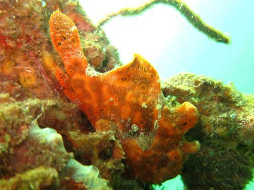 Bed & Breakfast D & D Dive Center Pemuteran