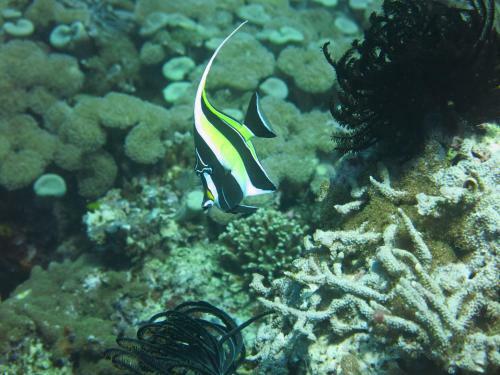 Bed & Breakfast D & D Dive Center Pemuteran