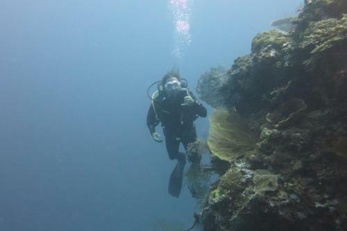 Bed & Breakfast D & D Dive Center Pemuteran
