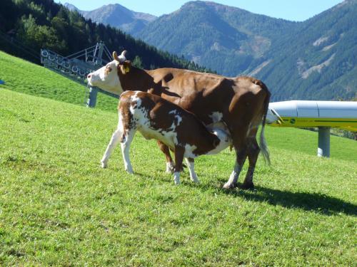 Hostal Pension Spreitzhof & Appartement Royer