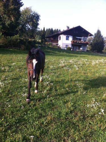 Apartamento Ferienhaus Sonnh�gel - Stissen