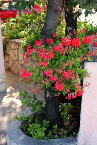 Apartments By The Sea Barbat (rab) - 5005