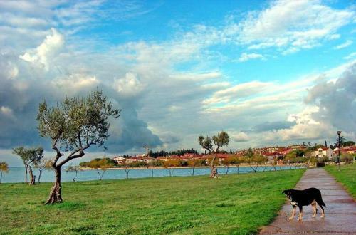 Novigrad Apartment 15