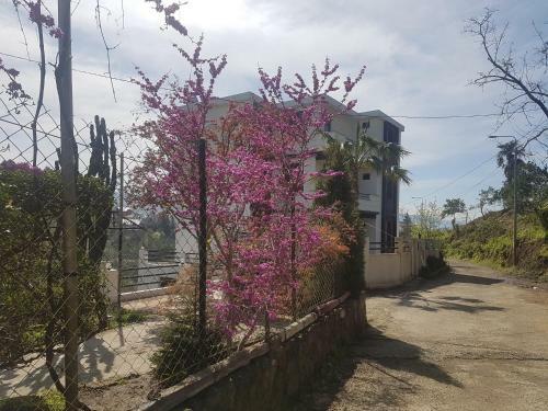 Hostal Holiday House Green Cape Batumi