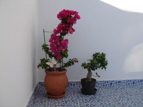 Apartamento Bouganville Studios Stegna