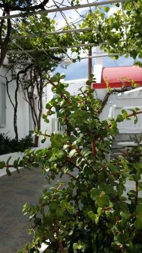 Apartamento Christina Studios