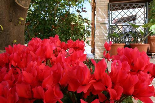 Villa Mara B&B