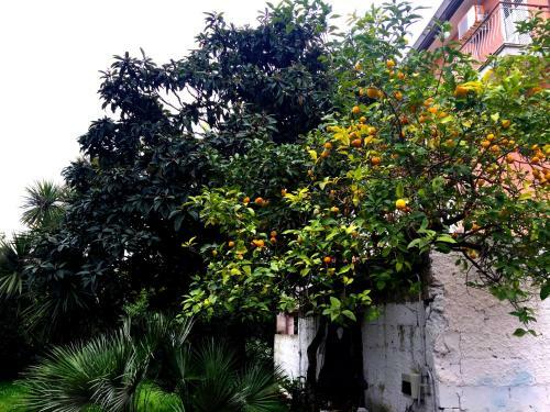 Apartamento Orange Garden