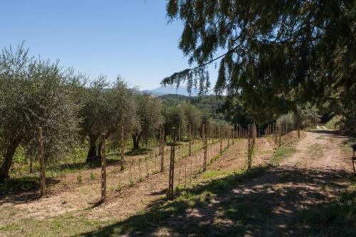 Bed & Breakfast Podere Caldaruccio La Pineta