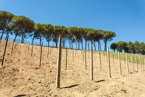 Bed & Breakfast Podere Caldaruccio La Pineta