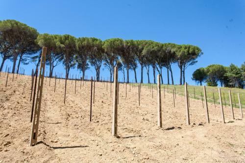 Bed & Breakfast Podere Caldaruccio La Pineta