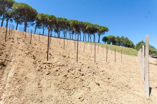 Bed & Breakfast Podere Caldaruccio La Pineta