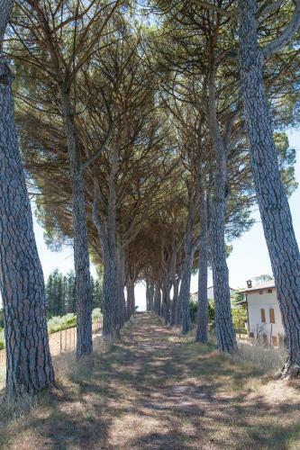 Bed & Breakfast Podere Caldaruccio La Pineta