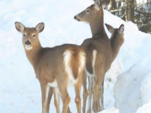 Chalet Le P�lican