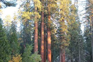 Hotel John Muir Lodge - Kings Canyon