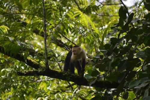 Pura Vida In Costa Rica