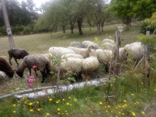 Agroturismo Los Encinos De Chancoyan