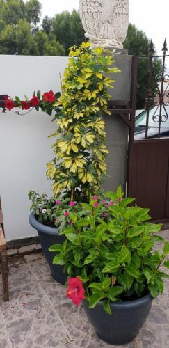 Apartamento Holiday Home Calle Los Mirlos - 2