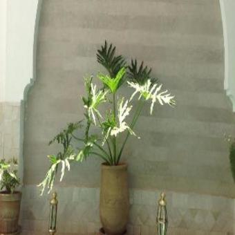 Apartamentos Riad Tafilag