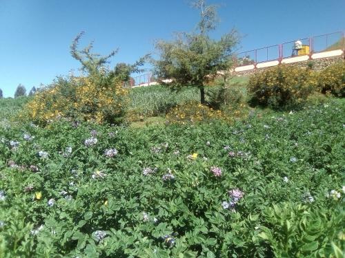 Agroturismo Luquina Homestay