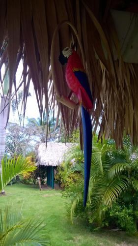 Hostal La Junglita