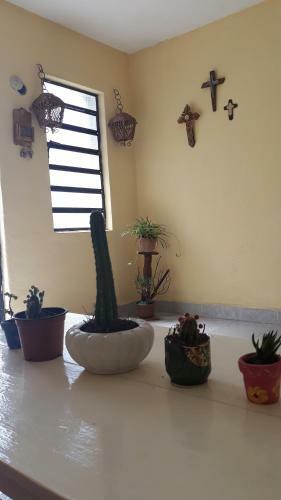 Zaci Cozy Home