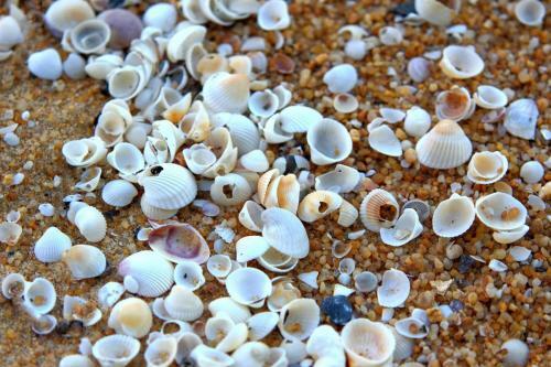 Captiva Sand Dollar