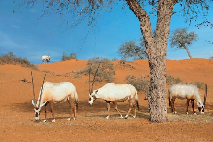 Hotel Banyan Tree Al Wadi
