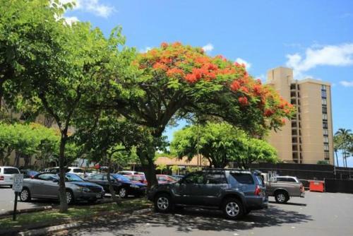 Valley Isle Unit 905