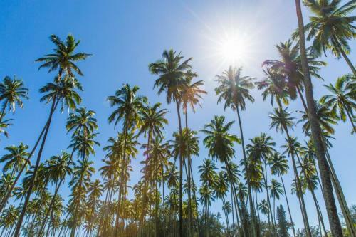 Apartamento Plantation Hale J16