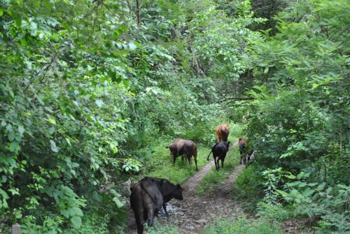 Agroturismo Caba�a El 106 Salta